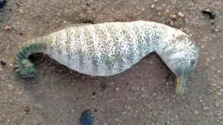 На Борковском карьере в Рязани обнаружили труп необычного существа