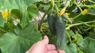 Растворяю в воде копеечную таблетку из аптеки, поливаю - огурцы собираю тачками до зимы