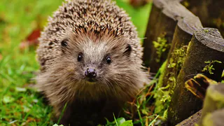 Не пускайте ежа на участок: скрытая опасность, о которой вы не догадывались
