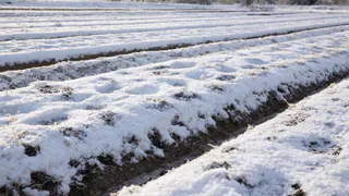Эффективнее золы и перегноя: 1 щепотку на мерзлые грядки — даже самая твердая земля стала мягче пирога