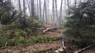 В Селивановском районе будут судить трёх жителей региона за незаконную вырубку сосен