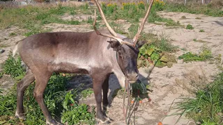 Просто счастливчик: северный олень сумел добраться из Селивановского района до окрестностей Владимира