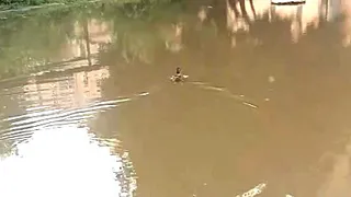 В рязанском дворе в огромной луже плавает утка