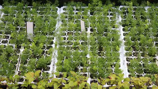 Эффективный способ посева рассады: секреты успешного выращивания