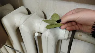 Зимой кладу листик лаврушки на батарею - и бед не знаю. Никакие крутые освежители не нужны - воздух в квартире потрясный 