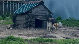 Бастрыкин потребовал доклад по делу о бродячих собаках в Пензе