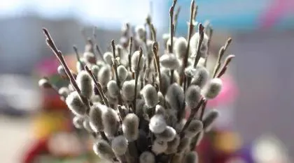 Встречаем Вербное воскресенье: приметы и запреты на 28 апреля