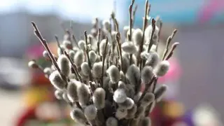 Встречаем Вербное воскресенье: приметы и запреты на 28 апреля