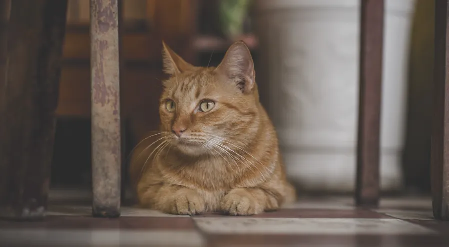 Как сделать так, чтобы лоток не вонял?