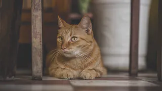 Как сделать так, чтобы лоток не вонял?