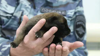 Кинологи МВД Коми радуются появлению 12 будущих четвероногих бойцов