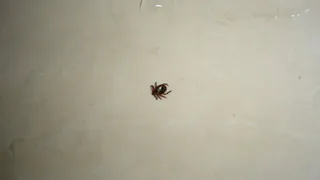 За неделю от укусов клещей пострадали 173 рязанца