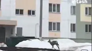 Косуля вторые сутки бродит по Нижнекамску и не может найти выход