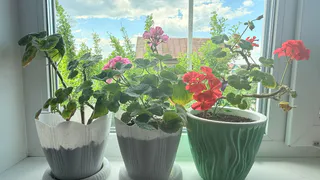 Срочно выбросьте этот цветок из дома: приносит несчастья и беды вопреки приметам