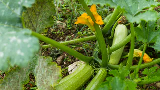 Кабачки растут как на дрожжах: под куст — горсть этого «мусора», и хватит на целую зиму, забыла про пустые грядки