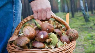 Названы самые грибные регионы России