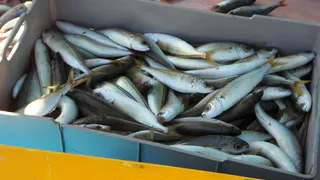 Эта рыба - кладезь пользы: ешьте ее минимум раз в неделю – прочный резерв железа обеспечен 