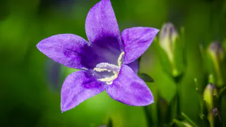 Эти многолетники цветут всё лето — посадила один раз и клумба становится пышной сама