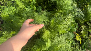 Забудьте про удобрения: три секрета гигантской моркови на тощей земле - без чернозема и мороки