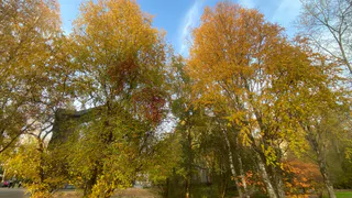 Новая осенняя неделя принесет в Коми моросящие осадки и умеренное тепло