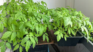 Рассада вытягивается не из-за ламп — причина скрывается в другом: проверьте это сначала