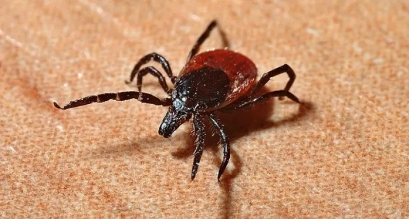 Защита от клещей: 1 ингредиент на одежду - лучше любого покупного спрея