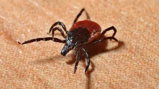 Защита от клещей: один ингредиент на одежду - лучше любого покупного спрея