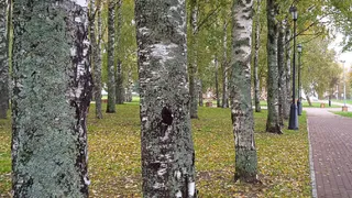 Под Сыктывкаром массово  вырубают березы