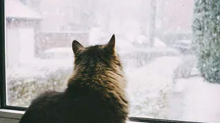 Домашние питомцы станут роскошью: с марта 2025 года грядут изменения