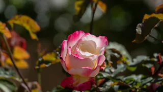 Россельхознадзор заблокировал ввоз саженцев роз и туй в Челябинскую область из-за нарушений в документах