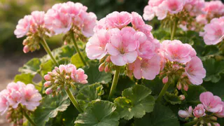 Схема подкормок герани: как получить 6–8 цветоносов одновременно