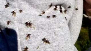 Жители Рязани пожаловались на нашествие в лесах оленьих кровососок