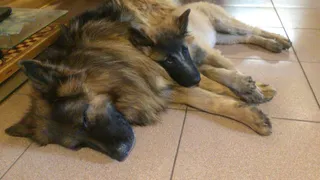 В Рязанском районе мужчина расстрелял соседских собак