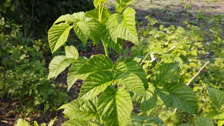 До 1 июля лью под цветущую малину то же, что и моя прабабушка 50 лет назад - соседи не верят размеру моих ягод и просят рецепт