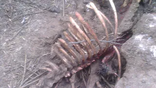 Падёж лошадей на конезаводе в Дивово продолжается – стало известно еще о двух погибших животных