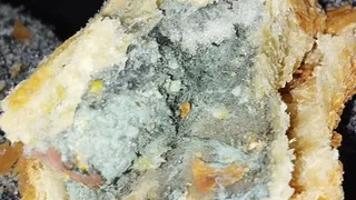 Жителям одного из городов Коми продают выпечку с плесенью