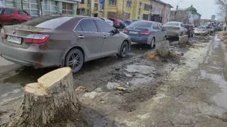 Мешают стройке: на Радищева в Рязани срубили несколько тополей