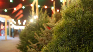 Елочные базары в Рязани будут работать с 15 декабря