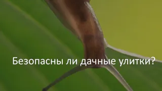 Владимирцев предупреждают: дачные улитки переносят опаснейшие инфекции