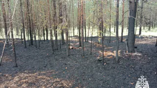 Спасатели Коми вступили в борьбу с природными возгораниями в республике и других регионах России