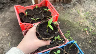 Флакон из аптеки – и муравьи подхватят тлю и уйдут в закат: слизни лопнут от злости – не средство, а золото