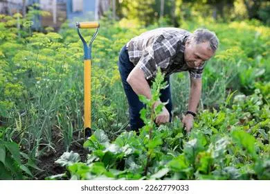 Лунный календарь садовода и огородника: с 9 по 30 июня