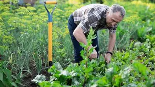 Лунный календарь садовода и огородника: с 9 по 30 июня