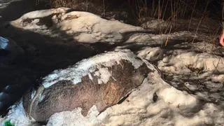 Во Владимирской области на окраине леса обнаружили трупы животных