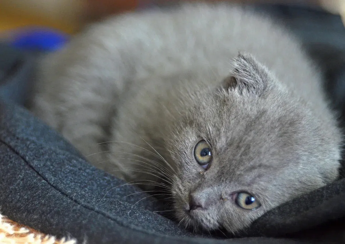 Суд вынес приговор жителю Магнитогорска за убийство кота