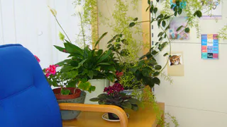 Избегайте «смертельных» горшков для ваших цветов: как неправильный выбор тары может погубить растения