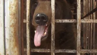 Прокуратура: Медведь из парка "Пересвет" здоров и в помощи не нуждается