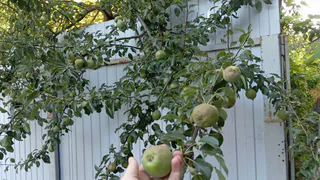 Что делают финны и шведы с излишками яблок и груш, и как на них зарабатывают: а мы всё мучаемся куда бы деть