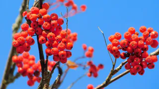 Челябинскую область ожидают дождливые и теплые последние дни октября