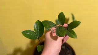 Мою листья замиокулькаса народным способом 1 раз в месяц - блестят как бриллианты на свету